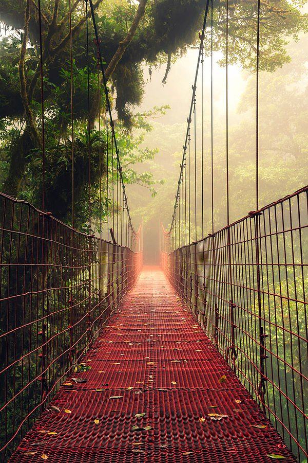 Fog Bridge, Costa Ri...