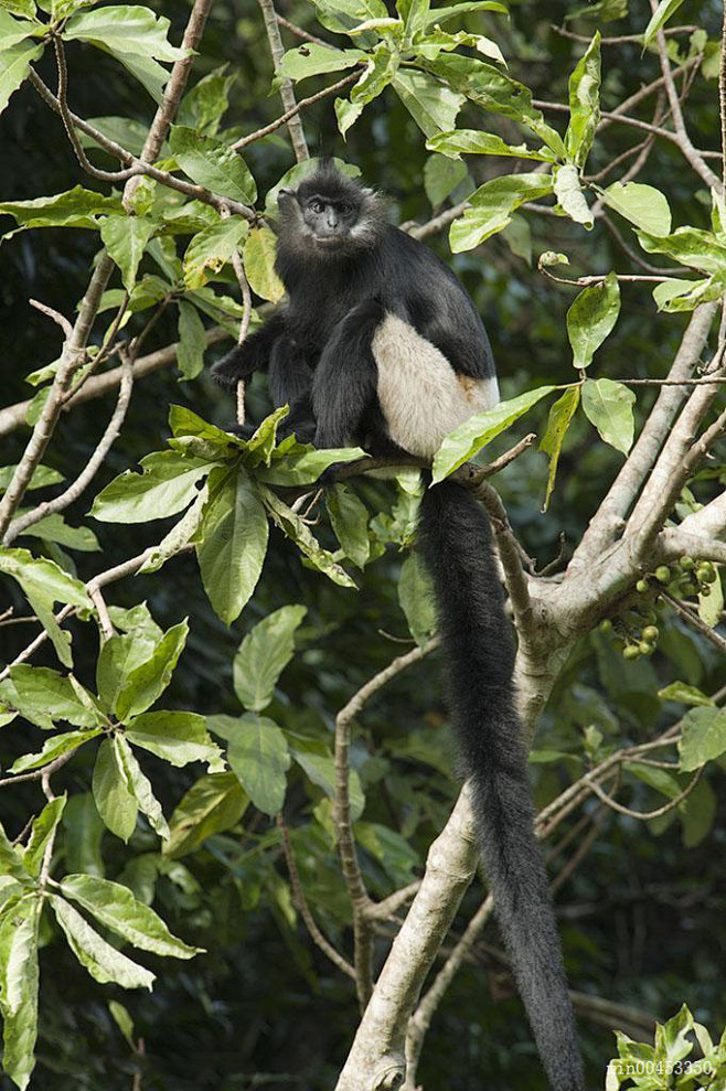 灵长目疣猴亚科灰叶猴属越南乌叶猴