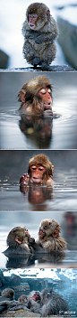 喜泡温泉的猴子。
日本摄影师拍到一组有趣的照片。一只小猴子原本在雪地里瑟瑟发抖地走着，但幸运的它不久后跳入了温泉中，脸上表情瞬间变得无比惬意。之后其它猴子也都泡起了温泉，并相互梳毛，拥抱取暖。摄影师非常高兴自己捕捉到它们这些与人类相似的表情动作。