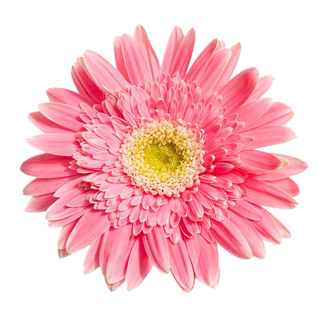 一朵菊花粉色花朵免扣透明素材