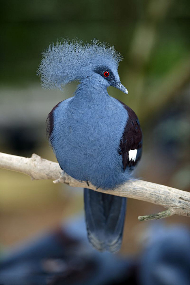 向英神采飛揚從青石w轉採於2018-06-20 15:12:03鳳冠鳩鳥向英神采飛揚