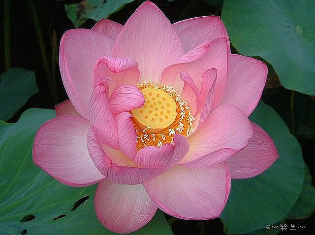 清新=淡雅采集到花朵