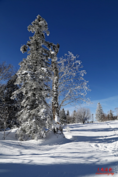 远山流水采集到冰天雪地