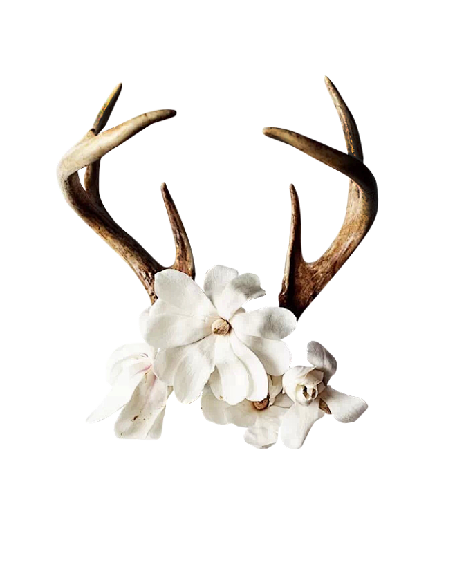 鹿角花