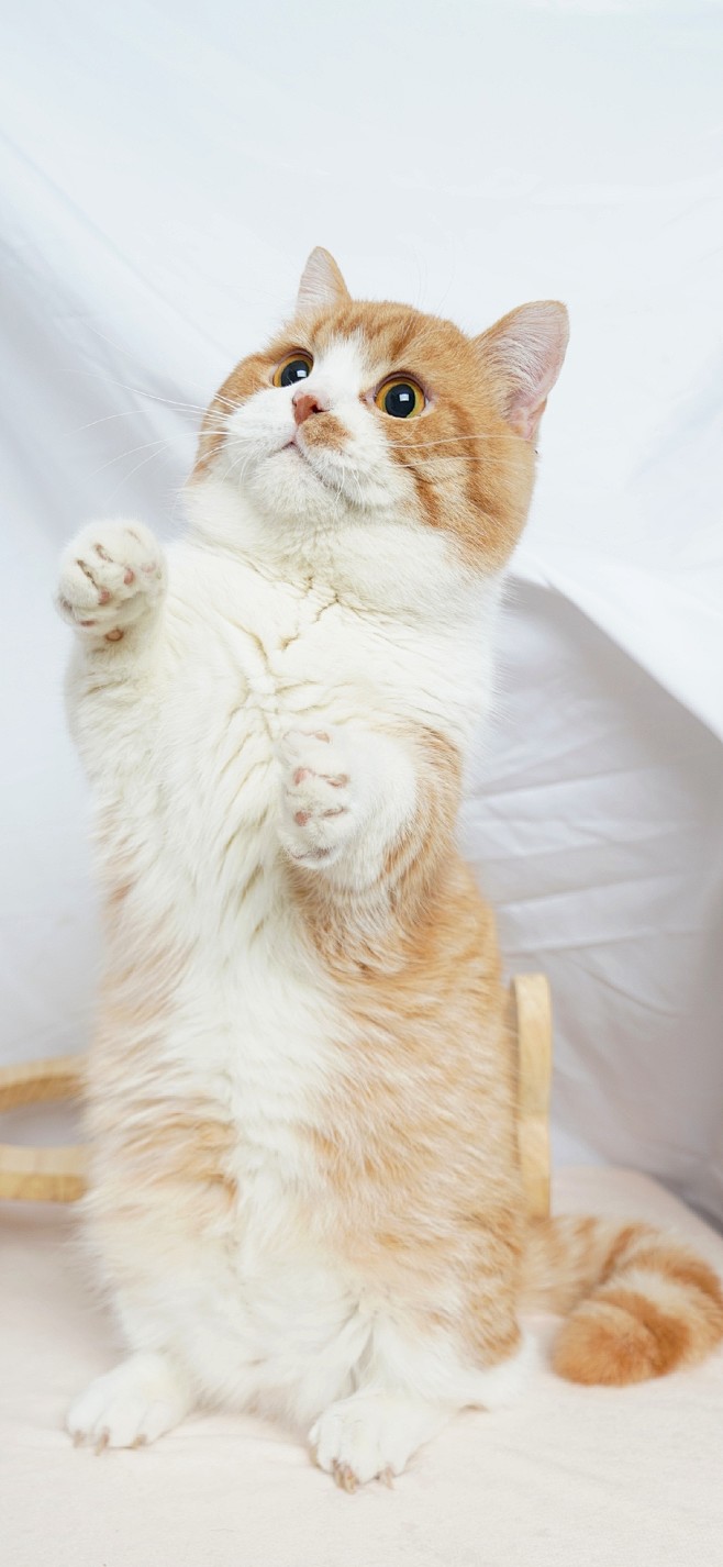 胖橘猫 手机壁纸图片
