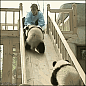 宠物集中地：熊猫滑滑梯打滚什么的最可爱了