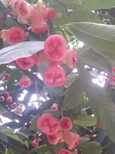 忘川漪涟采集到我拍摄的花花草草