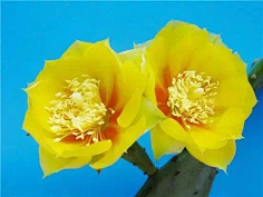 清新=淡雅采集到花朵