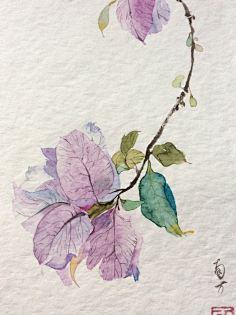 夏明采集到那些花儿