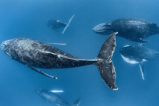 美國阿拉斯加州海域一群座頭鯨humpbackwhale游到海面附近換氣座頭鯨