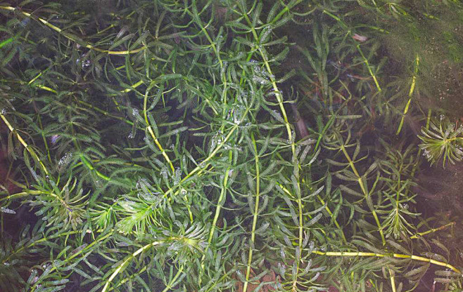 25轮叶黑藻2多年生沉水植物茎直立细长长5080厘米