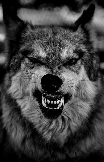 #晚安的图# 狼。