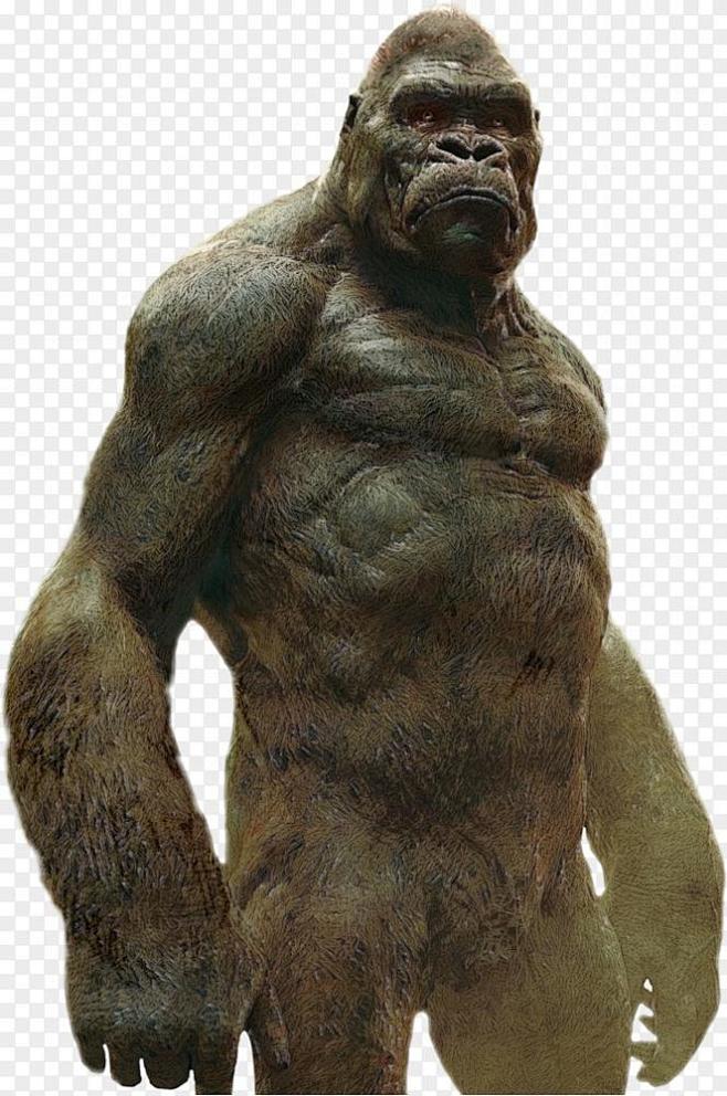 西部大猩猩金刚哥斯拉youtube类人猿金刚