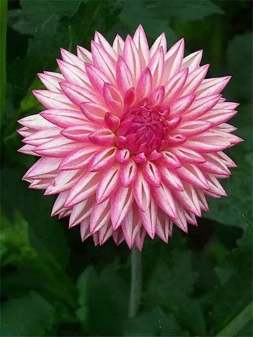 清新=淡雅采集到花朵