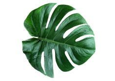 哇哈哈—AD钙奶采集到素材-植物