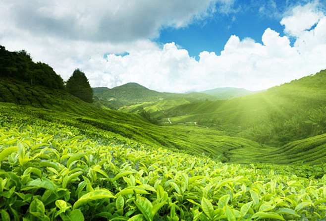 形容茶山自然美景图片