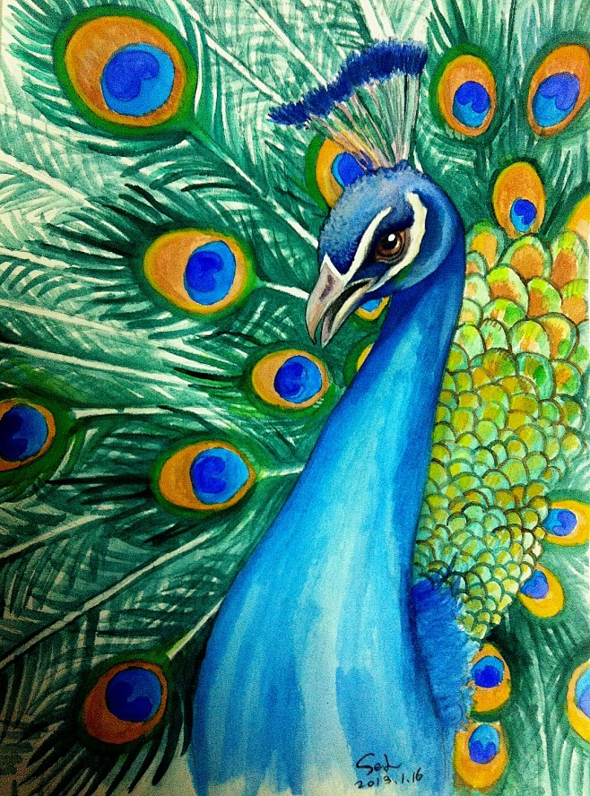 我的手绘作品水彩孔雀