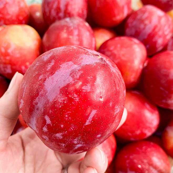 红布林031jpg800800