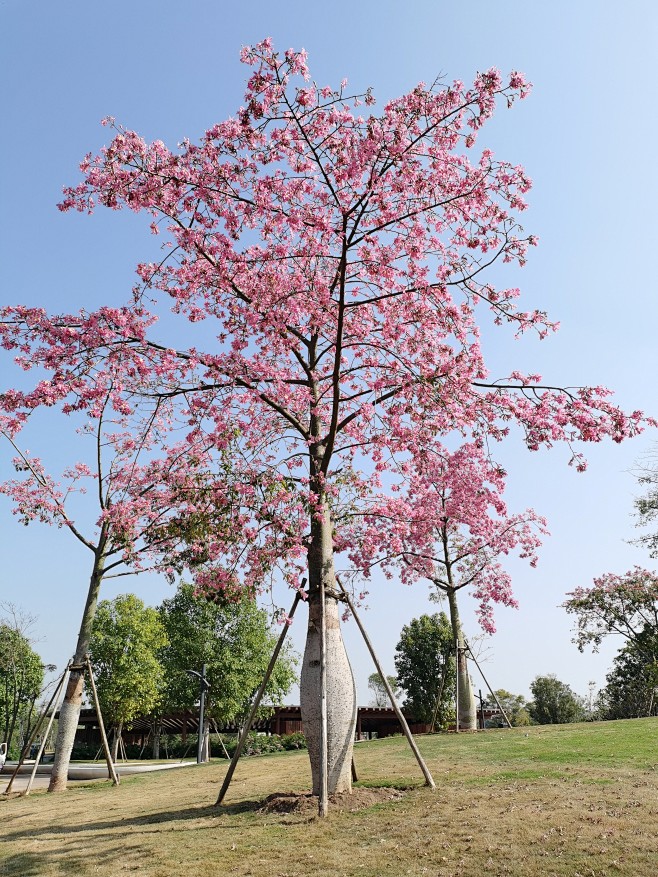 美丽异木棉12
