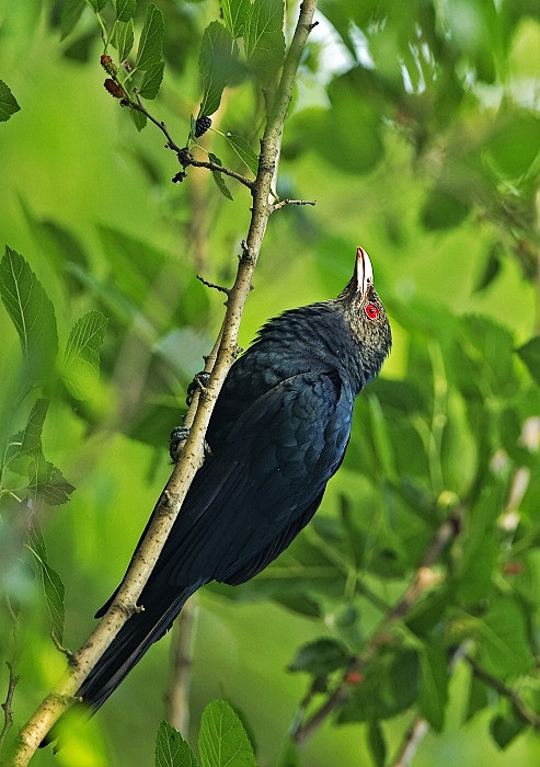 鹃形目杜鹃科噪鹃雄
