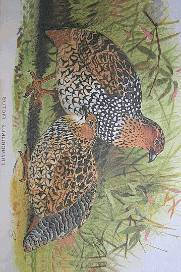 鸡形目雉科鹧鸪属花彩鹧鸪