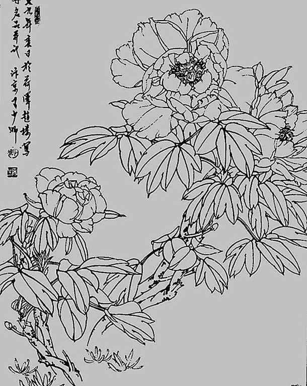 白描牡丹花鸟图片大全图片