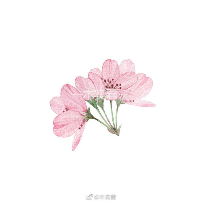 手绘花素材-花瓣网|陪你做生活的设计师 | 5j20u00u04bk