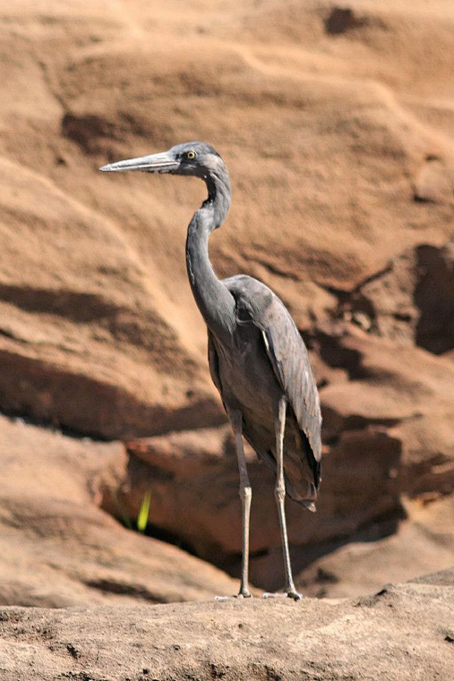 鹈形目鹭科鹭属马岛鹭
