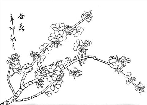 工笔白描花卉杏花