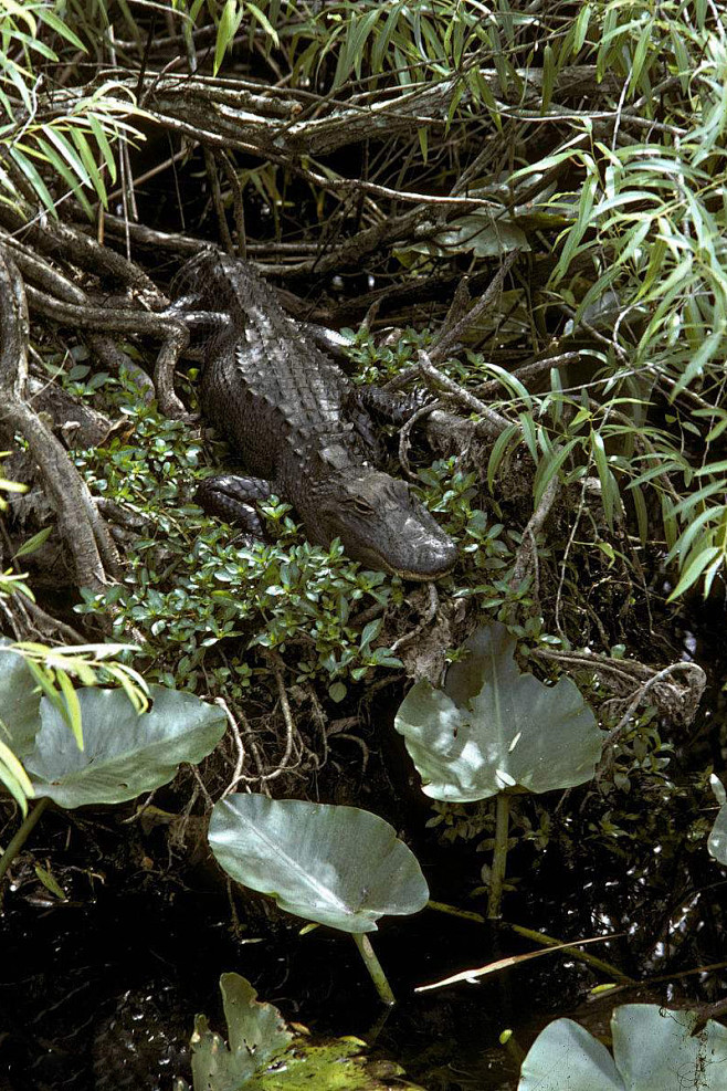 鳄目鳄科鳄属沼泽鳄
