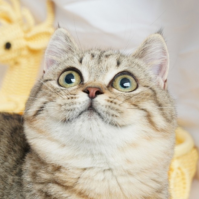 原创猫咪头像银白起司加白猫英国短毛猫曼基康短腿猫矮脚猫狸花猫