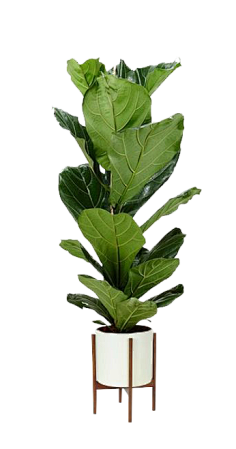 -加油!采集到植物素材