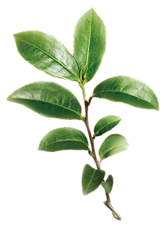 哇哈哈—AD钙奶采集到素材-植物
