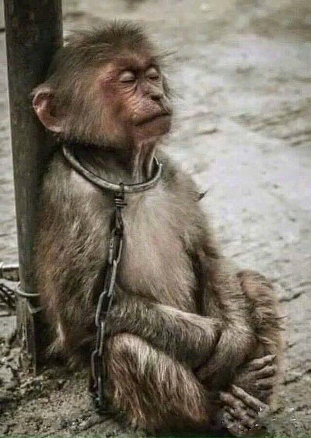 动物们悲伤的眼神照片看着心好痛不爱请别伤害67676767