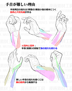 猫宿山采集到人体参考-基础—肌肉-骨骼-形体
