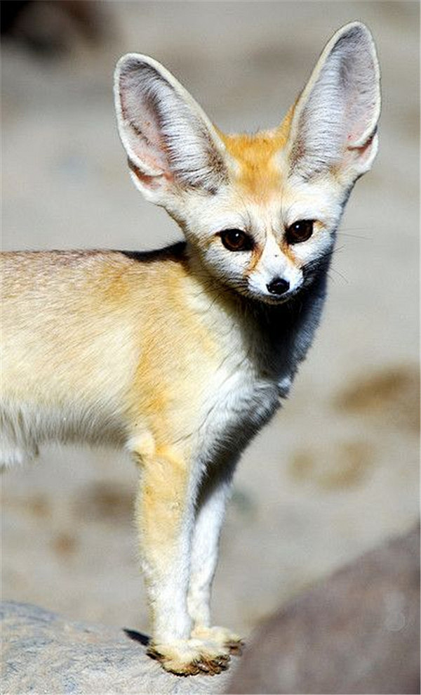 超可爱的大耳朵精灵耳廓狐