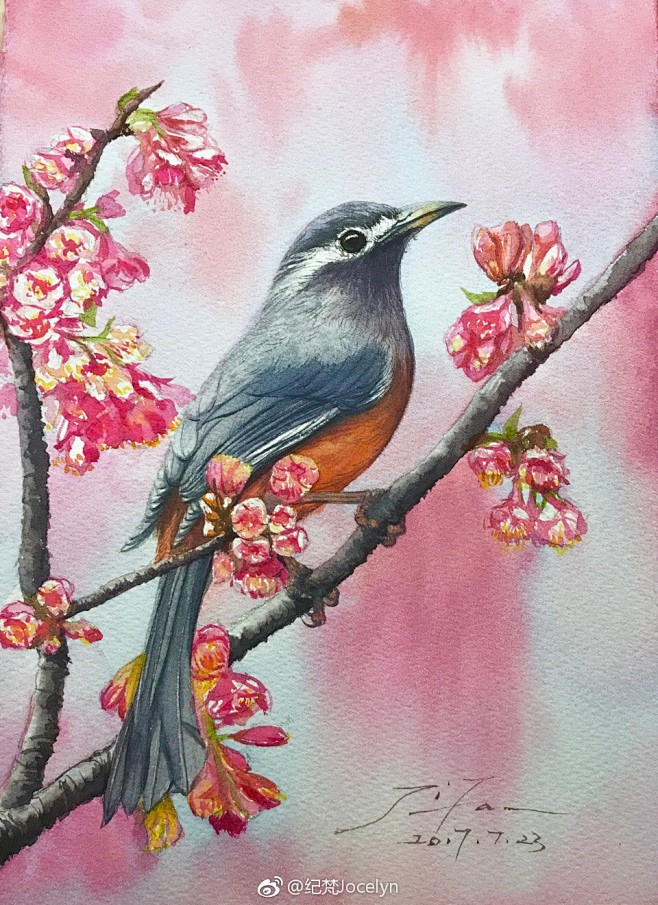 水彩鸟类教程画眉作者