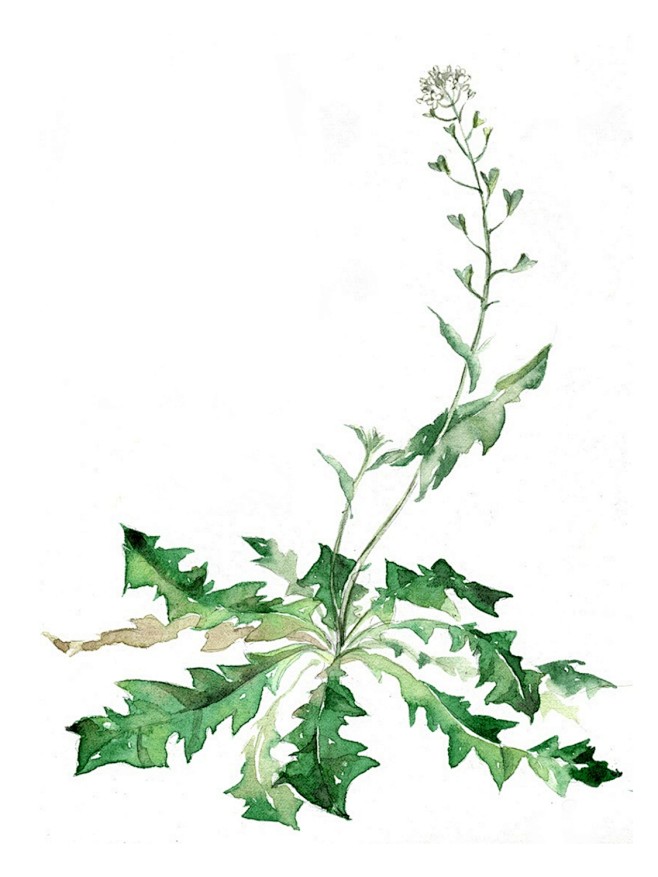 水彩节气植物雨水荠菜清炒做汤和饺子馅儿都好吃有童年的记忆蔓玫蔓玫