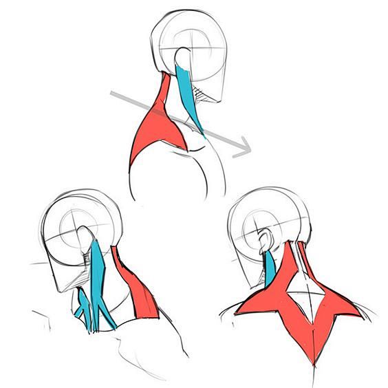 sternocleidomastoideusandtrapezius