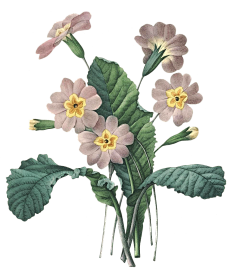 等阿莱采集到花卉