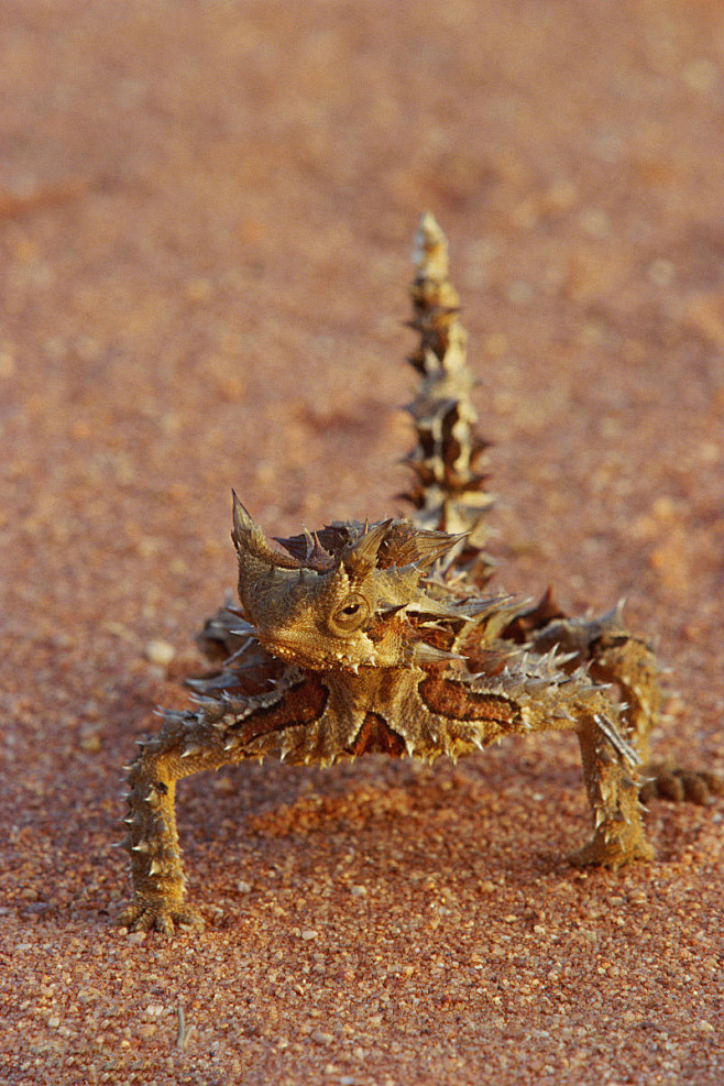 蜥蜴目鬣蜥科魔蜥属魔蜥