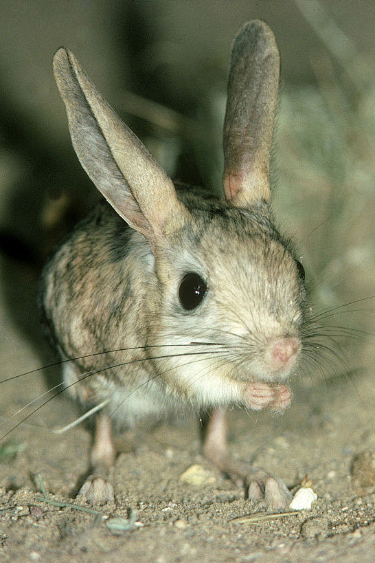啮齿目鼠形亚目跳鼠科五趾跳鼠
