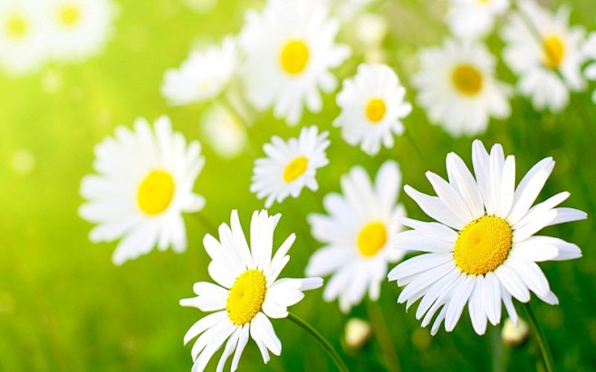 小雏菊图片的搜索结果_360图片搜索