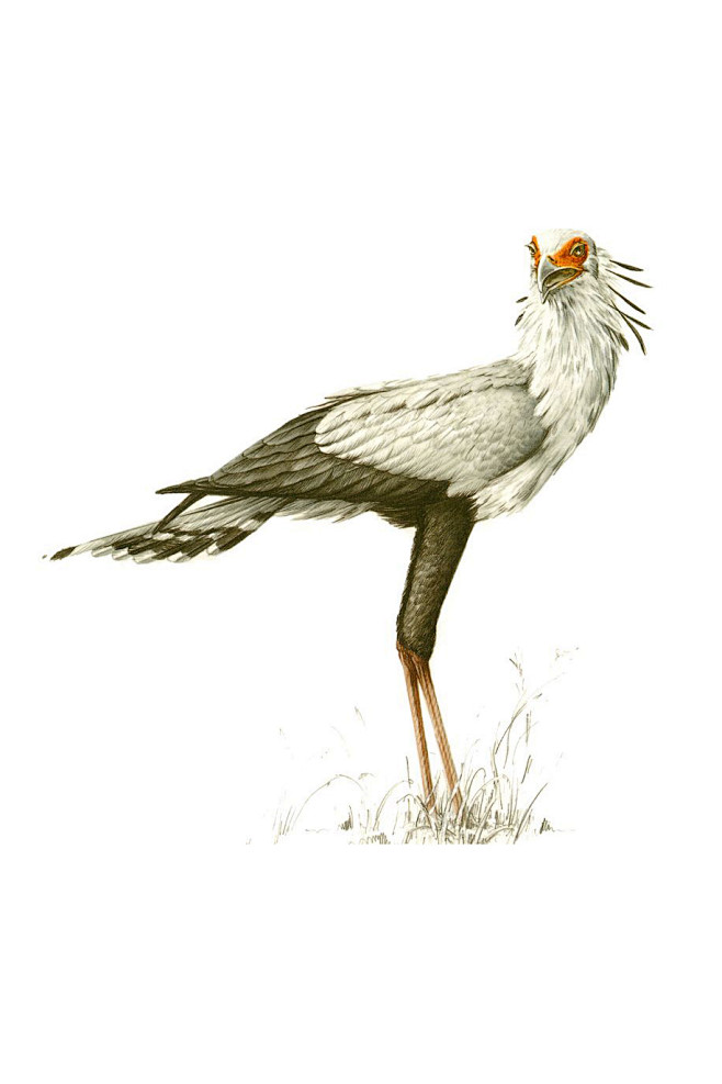 鹰形目·蛇鹫科·蛇鹫属:蛇鹫