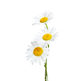paddy_lee采集到那些花儿