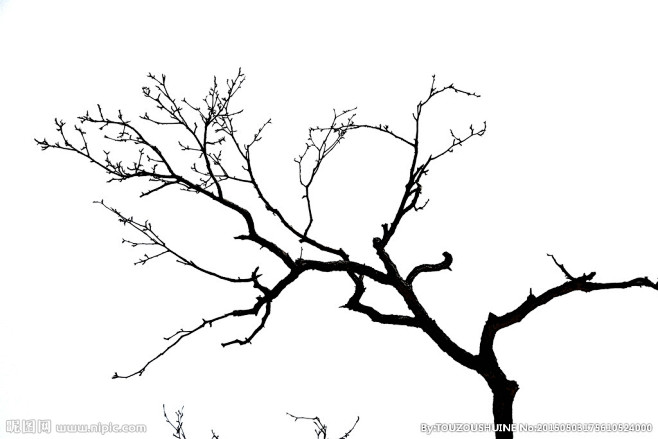 枯树枝