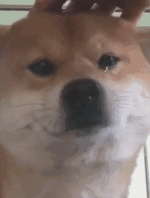 柴犬流泪表情包
