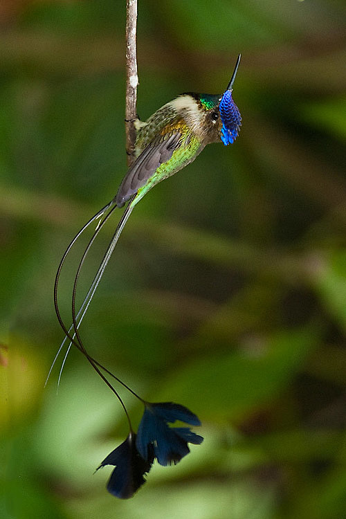 叉扇尾蜂鸟图片