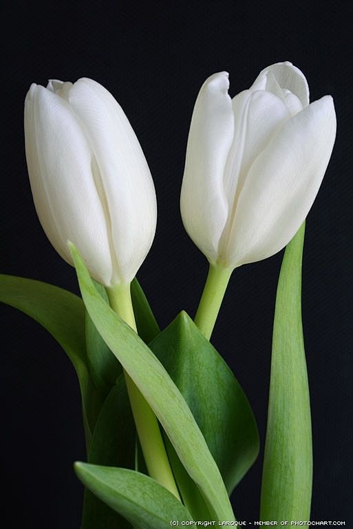 白色郁金香花蕊图片
