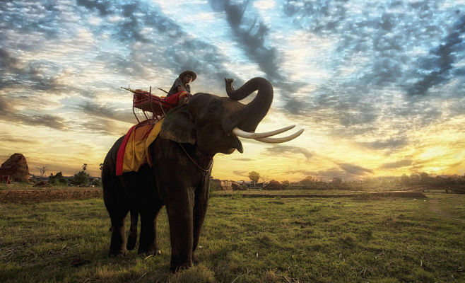 大象泰国